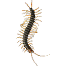 马陆