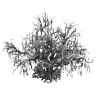 孔格根