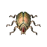 甲虫